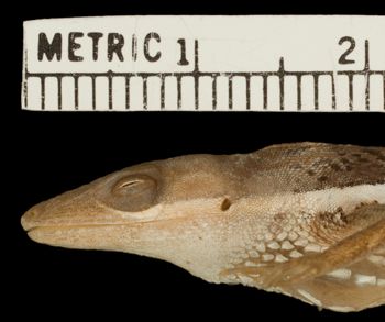 Media type: image;   Herpetology R-156202 Aspect: head lateral